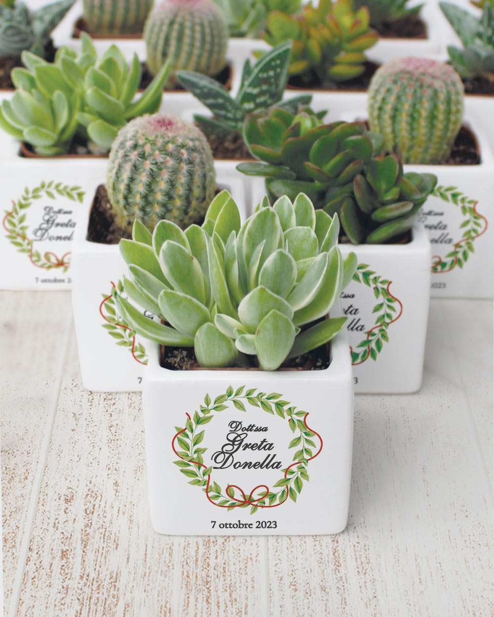 Bomboniera con Piante Grasse Succulente e Mini Cactus in Vasetto di Ceramica Bianco Personalizzata con Nome, Corona di Laurea con Fiocco e Data - Idea Bomboniera Laurea - immagine 2