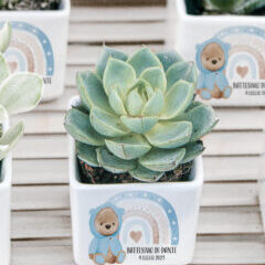 bomboniere-succulente-personalizzate-ceramica-orsetto