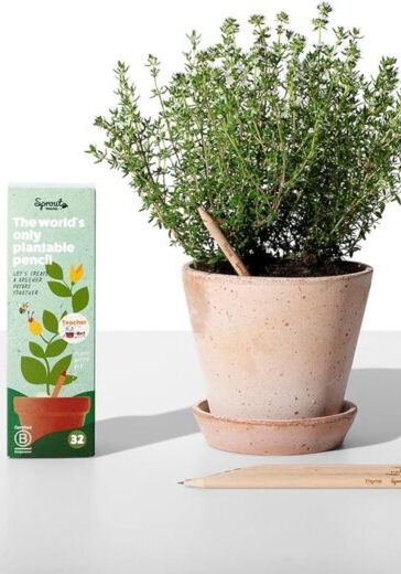 matite-piantabili-maestre